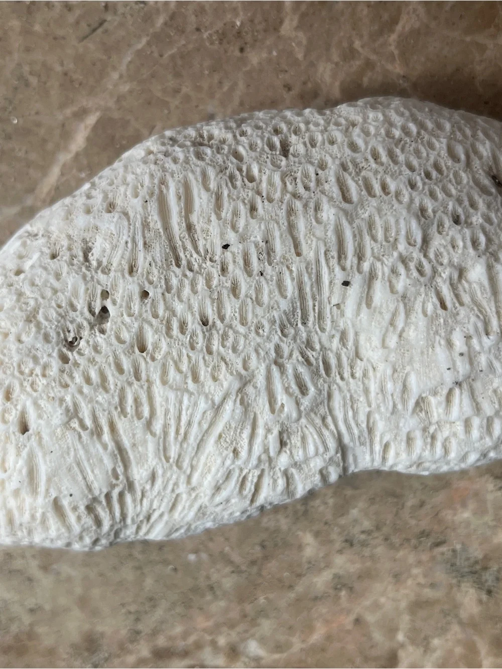 South Pacific Bean Shaped White Coral